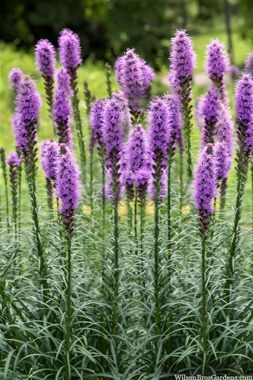 Blazing Star Gayfeather (Liatris Spicata) - 1 Gallon Pot 1 Blazing Star Gayfeather (Liatris Spicata) - 1 Gallon Pot