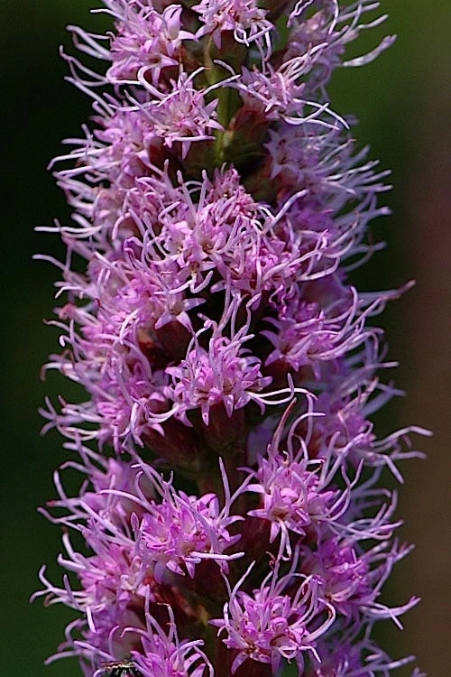 Blazing Star Gayfeather (Liatris Spicata) - 1 Gallon Pot 5 Blazing Star Gayfeather (Liatris Spicata) - 1 Gallon Pot - Image 5