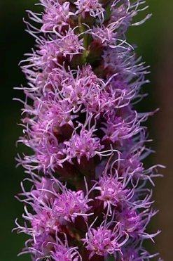 Blazing Star Liatris - 5 Pack Of Quart Pots -Outlet Leaf Echoes Store liatris spicata blazing star gayfeather 3