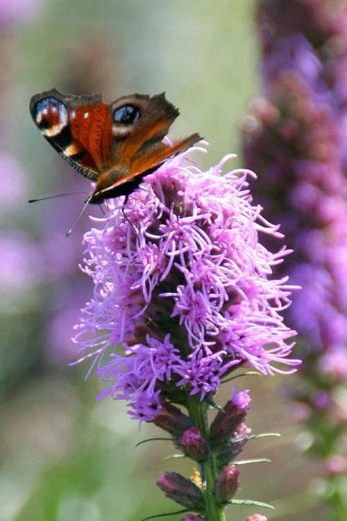 Blazing Star Gayfeather (Liatris Spicata) - 1 Gallon Pot 4 Blazing Star Gayfeather (Liatris Spicata) - 1 Gallon Pot - Image 4