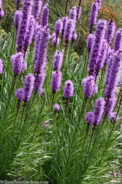 Blazing Star Gayfeather (Liatris Spicata) - 1 Gallon Pot 13 Blazing Star Gayfeather (Liatris Spicata) - 1 Gallon Pot -Outlet Leaf Echoes Store liatris spicata blazing star gayfeather 9 1