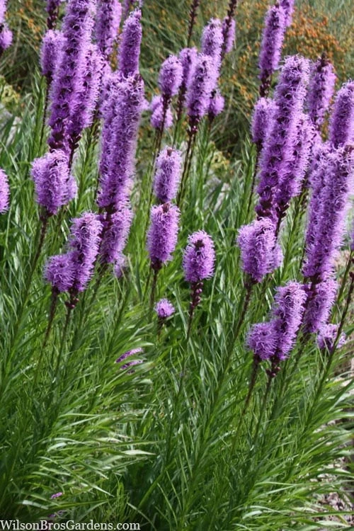 Blazing Star Gayfeather (Liatris Spicata) - 1 Gallon Pot 7 Blazing Star Gayfeather (Liatris Spicata) - 1 Gallon Pot - Image 7