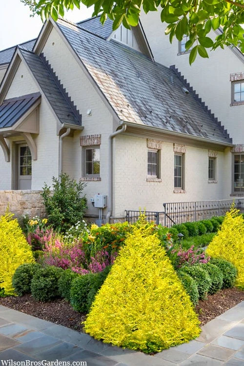 Sunshine Ligustrum - 1 Gallon Pot 4 Sunshine Ligustrum - 1 Gallon Pot - Image 4