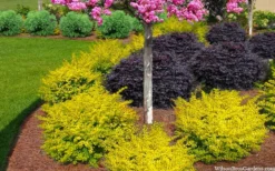 Sunshine Ligustrum - 7 Gallon Pot 13 Sunshine Ligustrum - 7 Gallon Pot -Outlet Leaf Echoes Store ligustrum sunshine 105 3