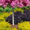 Sunshine Ligustrum - 7 Gallon Pot