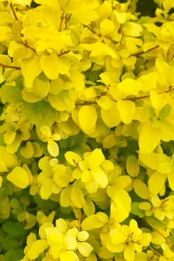 Sunshine Ligustrum - 2 Gallon Pot 14 Sunshine Ligustrum - 2 Gallon Pot -Outlet Leaf Echoes Store ligustrum sunshine 108