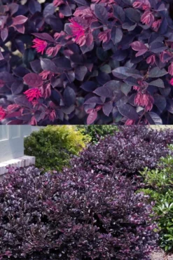 Purple Daydream Dwarf Loropetalum - 3 Gallon Pot