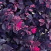 Purple Daydream Dwarf Loropetalum - 1 Gallon Pot
