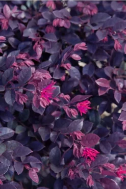 Purple Daydream Dwarf Loropetalum - 3 Gallon Pot 15 Purple Daydream Dwarf Loropetalum - 3 Gallon Pot -Outlet Leaf Echoes Store loropetalum purple daydream 21 2