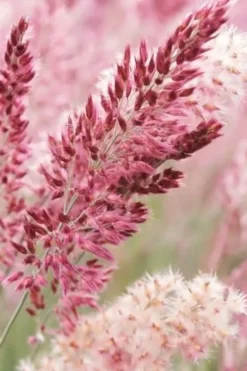 Savannah Ruby Grass (Melinus Nerviglumis) - 6 Pack Of 1 Gallon Pots -Outlet Leaf Echoes Store melinus nerviglumis ruby grass 1