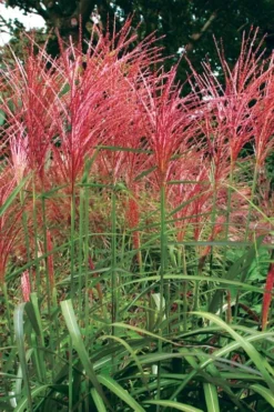Flame Grass (Miscanthus 'Purpurascens') - 6 Pack Of 1 Gallon Pots -Outlet Leaf Echoes Store miscanthus purpurascens flame grass 1 1