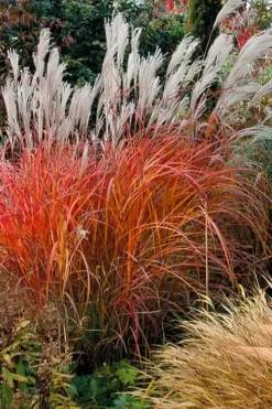 Flame Grass (Miscanthus 'Purpurascens') - 6 Pack Of 1 Gallon Pots -Outlet Leaf Echoes Store miscanthus purpurascens flame grass 10 1