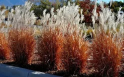 Flame Grass (Miscanthus 'Purpurascens') - 6 Pack Of 1 Gallon Pots -Outlet Leaf Echoes Store miscanthus purpurascens flame grass 5 1