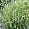 Bandwidth Dwarf Zebra Grass - 1 Gallon Pot