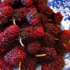 Red Mulberry Tree (Morus Rubra) - 1 Gallon Pot