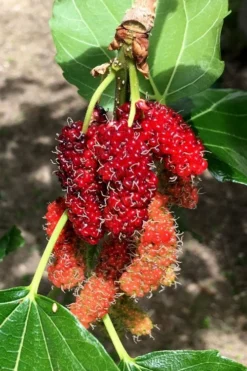 Red Mulberry Tree (Morus Rubra) - 1 Gallon Pot -Outlet Leaf Echoes Store morus rubra red mulberry berries 12