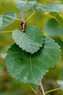 Red Mulberry Tree (Morus Rubra) - 1 Gallon Pot -Outlet Leaf Echoes Store morus rubra red mulberry leaves 1