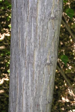 Red Mulberry Tree (Morus Rubra) - 1 Gallon Pot -Outlet Leaf Echoes Store morus rubra red mulberry trunk bark 1