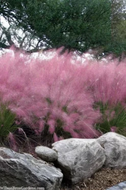 Pink Muhly Grass - Cotton Candy Grass - 1 Gallon Pot -Outlet Leaf Echoes Store muhlenbergia capillaris pink muhly cotton candy grass 202 2