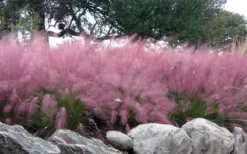 Pink Muhly Grass - Cotton Candy Grass - 3 Gallon Pot -Outlet Leaf Echoes Store muhlenbergia capillaris pink muhly cotton candy grass 204 1