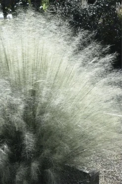 White Cloud Muhly Grass - 1 Gallon Pot -Outlet Leaf Echoes Store muhlenbergia capillaris white cloud muhly grass 101