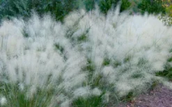 White Cloud Muhly Grass - 3 Gallon Pot -Outlet Leaf Echoes Store muhlenbergia capillaris white cloud muhly grass 102 1