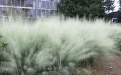 White Cloud Muhly Grass - 1 Gallon Pot -Outlet Leaf Echoes Store muhlenbergia capillaris white cloud muhly grass 103