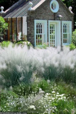 White Cloud Muhly Grass - 1 Gallon Pot -Outlet Leaf Echoes Store muhlenbergia capillaris white cloud muhly grass 108