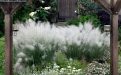 White Cloud Muhly Grass - 1 Gallon Pot -Outlet Leaf Echoes Store muhlenbergia capillaris white cloud muhly grass 109