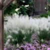 White Cloud Muhly Grass - 3 Gallon Pot