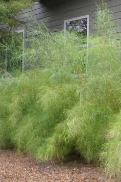 Bamboo Muhly Grass - 1 Gallon Pot -Outlet Leaf Echoes Store muhlenbergia dumosa bamboo muhly grass 3