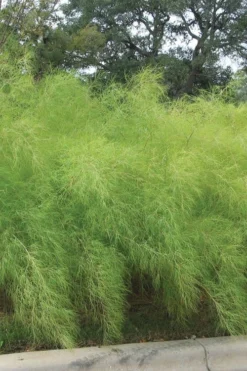 Bamboo Muhly Grass - 1 Gallon Pot -Outlet Leaf Echoes Store muhlenbergia dumosa bamboo muhly grass 4