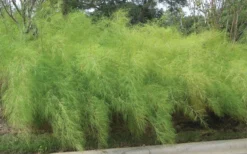 Bamboo Muhly Grass - 1 Gallon Pot -Outlet Leaf Echoes Store muhlenbergia dumosa bamboo muhly grass 5