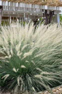 Big Muhly Grass - 1 Gallon Pot