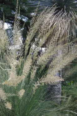 Big Muhly Grass - 1 Gallon Pot -Outlet Leaf Echoes Store muhlenbergia lindheimeri big blue muhly grass 3