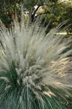 Big Muhly Grass - 1 Gallon Pot -Outlet Leaf Echoes Store muhlenbergia lindheimeri big blue muhly grass 4