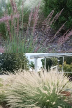 Big Muhly Grass - 1 Gallon Pot -Outlet Leaf Echoes Store muhlenbergia lindheimeri big blue muhly grass 7