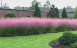 Pink Muhly Grass (Cotton Candy Grass) - 1 Gallon Pot (On Sale) -Outlet Leaf Echoes Store muhly grass pink 70