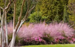 Pink Muhly Grass (Cotton Candy Grass) - 1 Gallon Pot (On Sale) -Outlet Leaf Echoes Store muhly grass pink 76