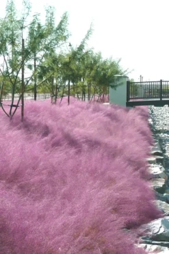 Pink Muhly Grass (Cotton Candy Grass) - 1 Gallon Pot (On Sale) -Outlet Leaf Echoes Store muhly grass pink 77