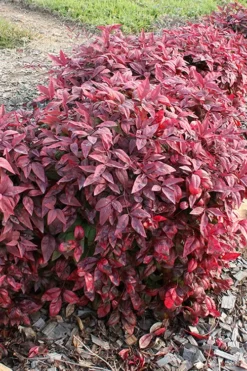 Blush Pink Nandina - 3 Gallon Pot -Outlet Leaf Echoes Store nandina blush pink 2 500x750 1