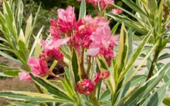 Twist Of Pink Oleander - 2 Gallon Pot -Outlet Leaf Echoes Store oleander20twist20of20pink202