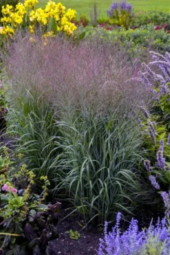 Prairie Winds Apache Rose Switchgrass (Panicum) - 1 Gallon Pot -Outlet Leaf Echoes Store panicum virgatum apache rose switch grass 2