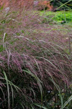 Prairie Winds Apache Rose Switchgrass (Panicum) - 1 Gallon Pot -Outlet Leaf Echoes Store panicum virgatum apache rose switch grass 5