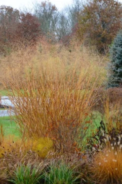 Cloud Nine Switch Grass (Panicum Virgatum) - 8 Pack Of 1 Gallon Pots -Outlet Leaf Echoes Store panicum virgatum cloud nine switch grass 3