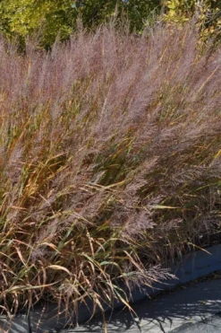 Dallas Blues Switch Grass (Panicum Virgatum) - 6 Pack Of 1 Gallon Pots -Outlet Leaf Echoes Store panicum virgatum dallas blues switch grass 1