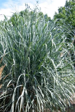 Dallas Blues Switch Grass (Panicum Virgatum) - 6 Pack Of 1 Gallon Pots -Outlet Leaf Echoes Store panicum virgatum dallas blues switch grass 3