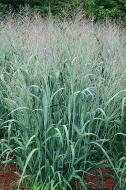 Dallas Blues Switch Grass (Panicum Virgatum) - 6 Pack Of 1 Gallon Pots -Outlet Leaf Echoes Store panicum virgatum dallas blues switch grass 4