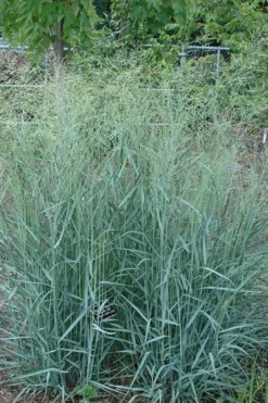 Prairie Sky Red Switch Grass (Panicum Virgatum) - 8 Pack Of 1 Gallon Pots -Outlet Leaf Echoes Store panicum virgatum prairie sky switch grass 10