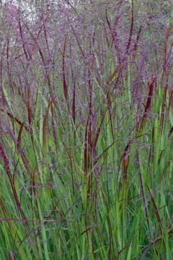Prairie Sky Red Switch Grass (Panicum Virgatum) - 8 Pack Of 1 Gallon Pots -Outlet Leaf Echoes Store panicum virgatum prairie sky switch grass 15